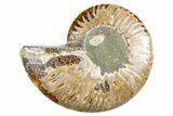 Cut & Polished Ammonite Fossil (Half) - Madagascar #345999-1